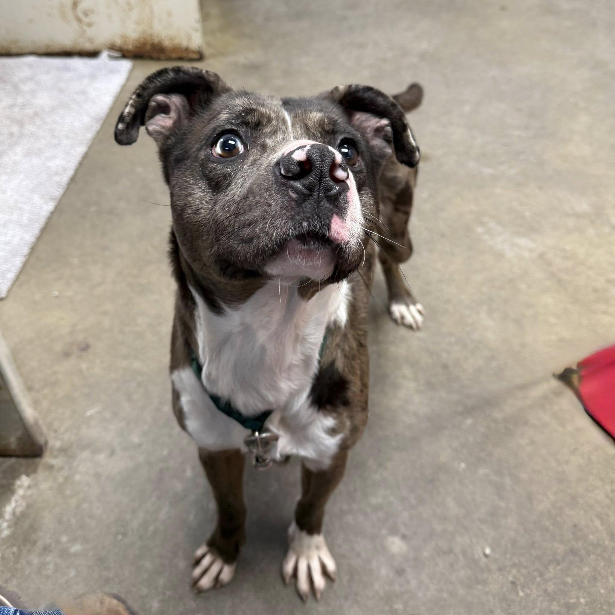 Enlarge SPOT, a ADOPTABLE mixed breed in Cadiz, OH image 2/4
