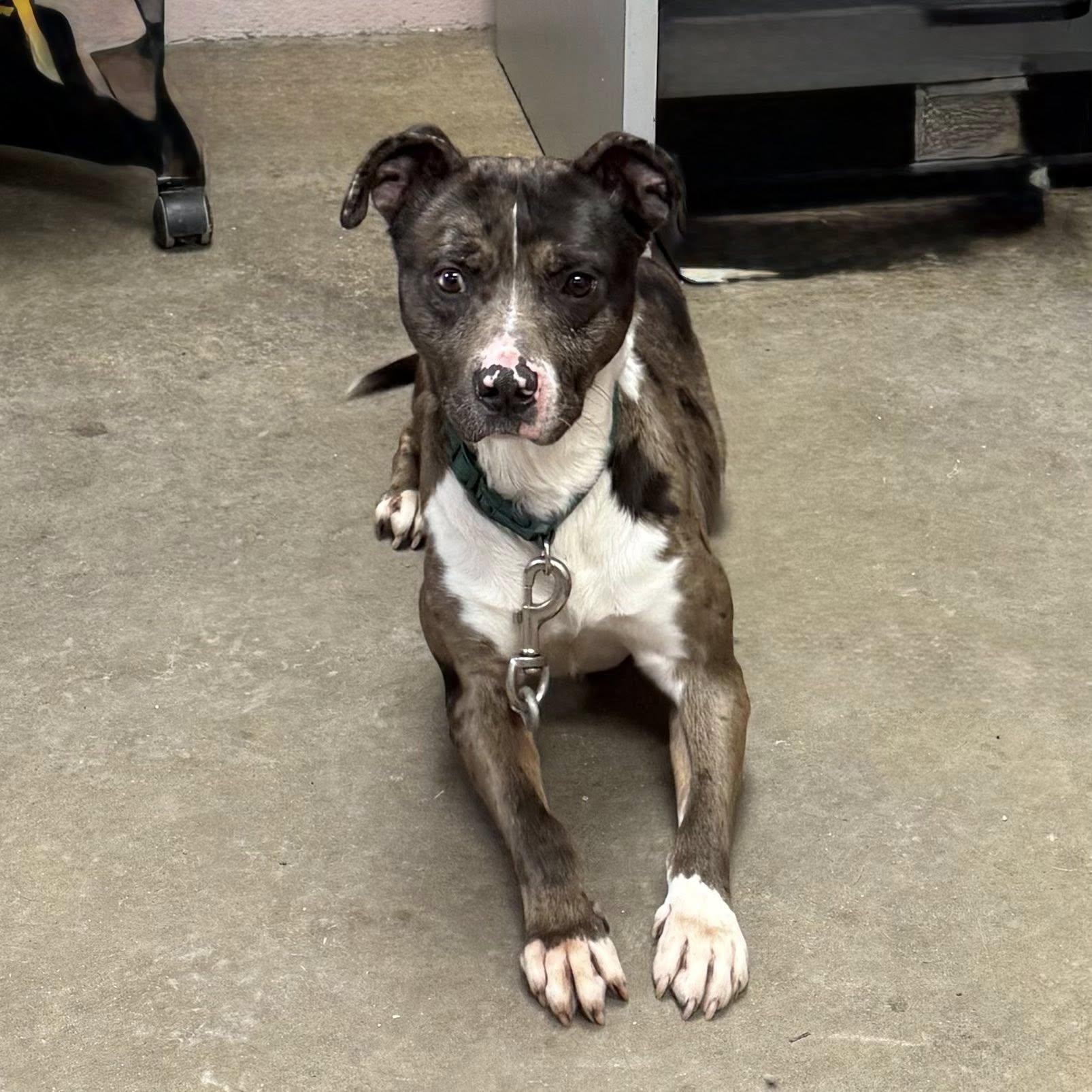 Enlarge SPOT, a ADOPTABLE mixed breed in Cadiz, OH image 4/4