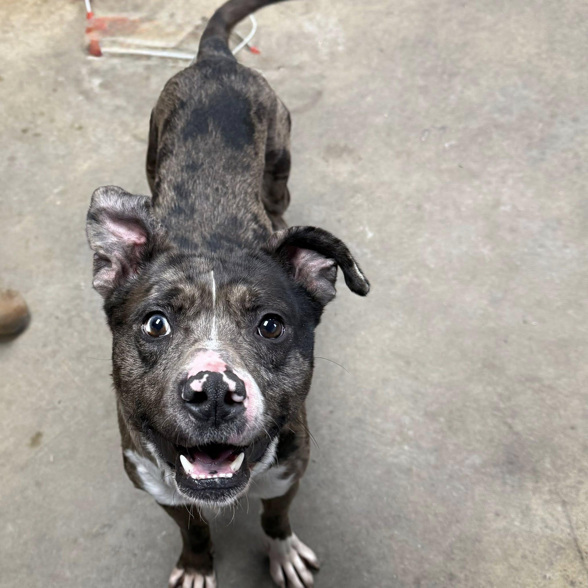 Enlarge SPOT, a ADOPTABLE mixed breed in Cadiz, OH image 3/4