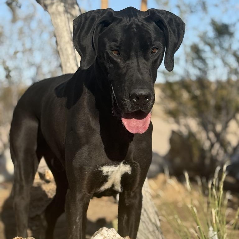 Artemis photo 4