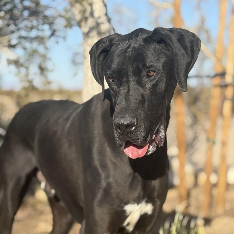 Artemis, Young Male Great Dane