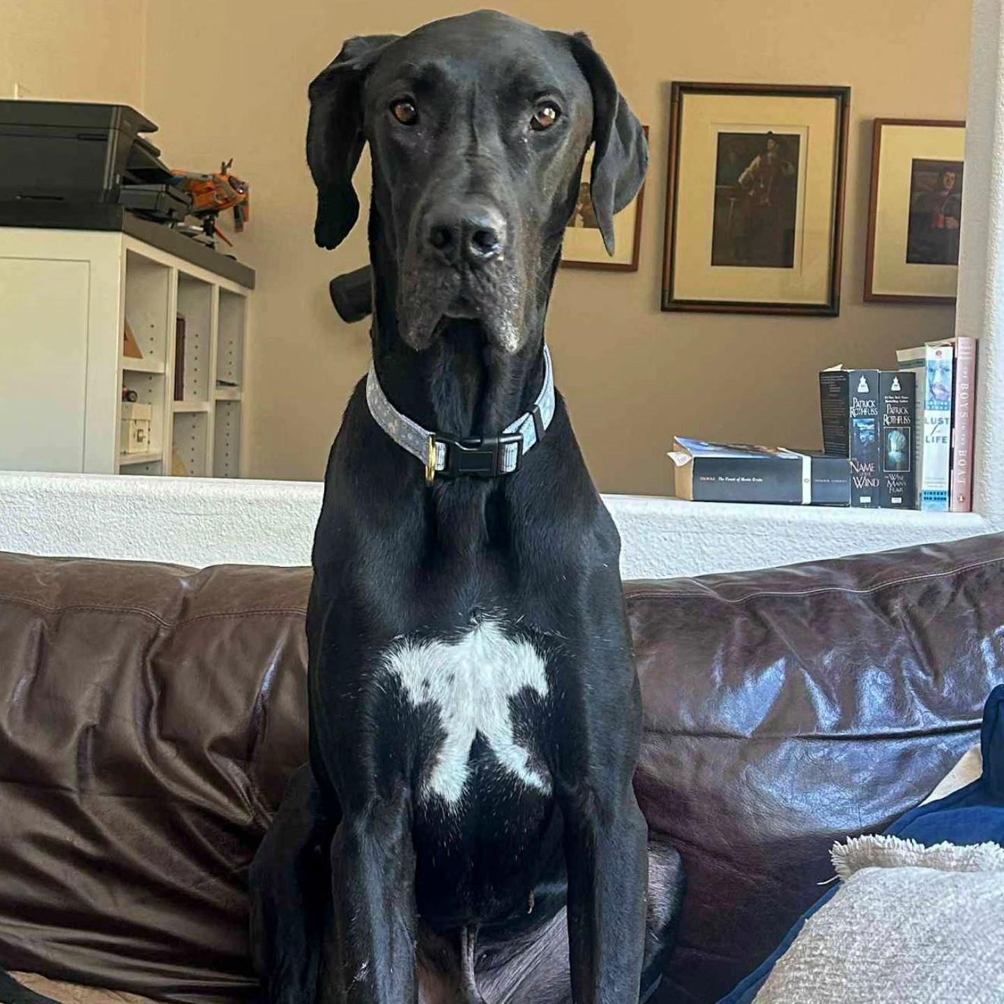 Enlarge Artemis, a Adoptable Great Dane in Tehachapi, CA image 5/5