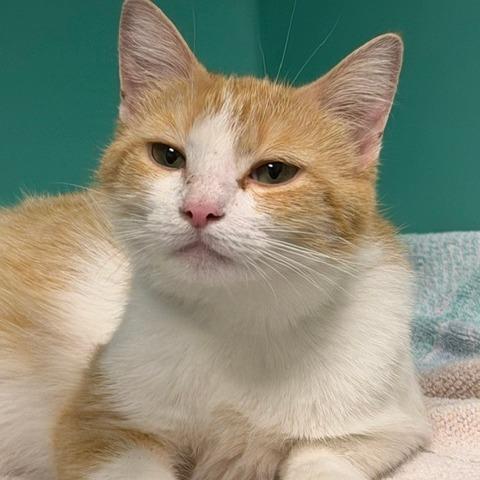 Cecelia, Adoptable, Adult Female Domestic Short Hair.