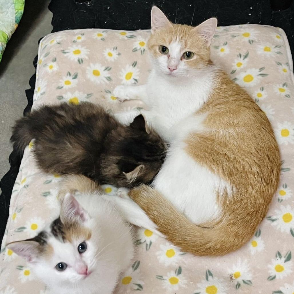 Enlarge Cecelia, a Adoptable Domestic Short Hair in Owosso, MI image 2/6