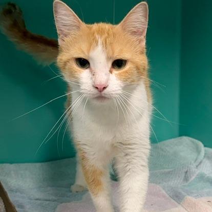 Enlarge Cecelia, a Adoptable Domestic Short Hair in Owosso, MI image 3/6