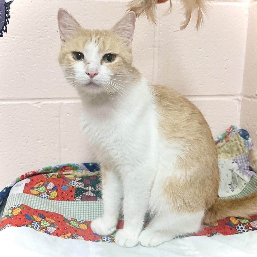 Enlarge Cecelia, a Adoptable Domestic Short Hair in Owosso, MI image 4/6