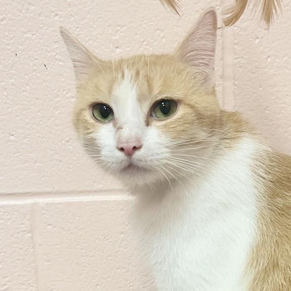 Enlarge Cecelia, a Adoptable Domestic Short Hair in Owosso, MI image 5/6