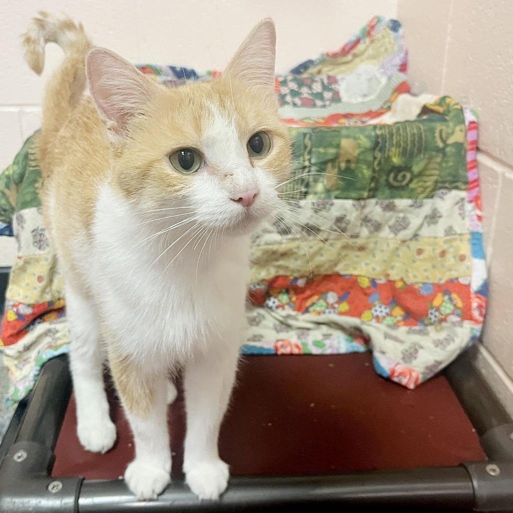 Enlarge Cecelia, a Adoptable Domestic Short Hair in Owosso, MI image 6/6