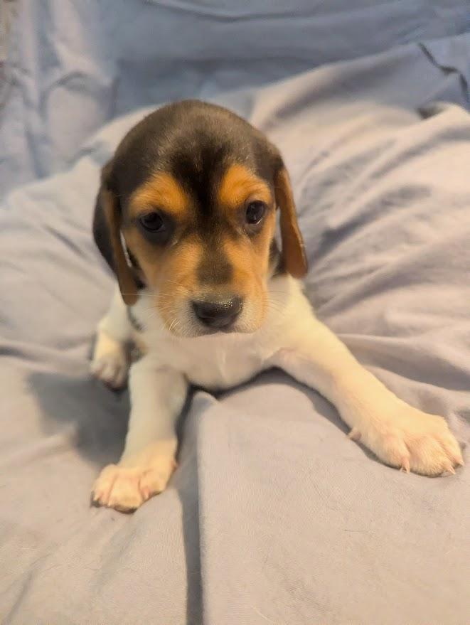 Polly, an adopted mixed breed in Batesville, IN image 1/5