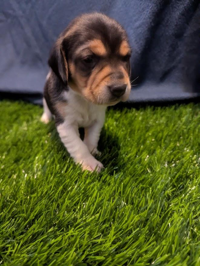 Polly, an adopted mixed breed in Batesville, IN image 3/5
