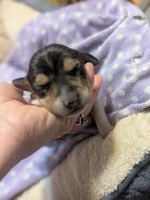 Polly, an adopted mixed breed in Batesville, IN image 4/5