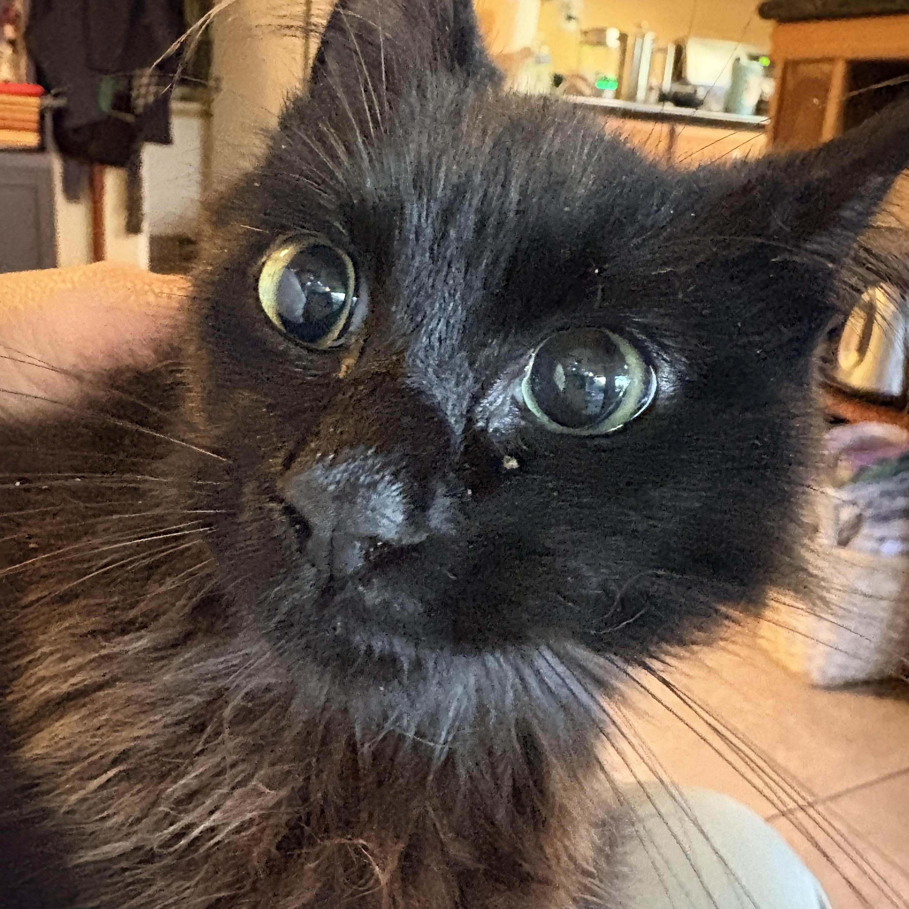 Spica, an adoptable Domestic Medium Hair in Hayward, CA image 3/6