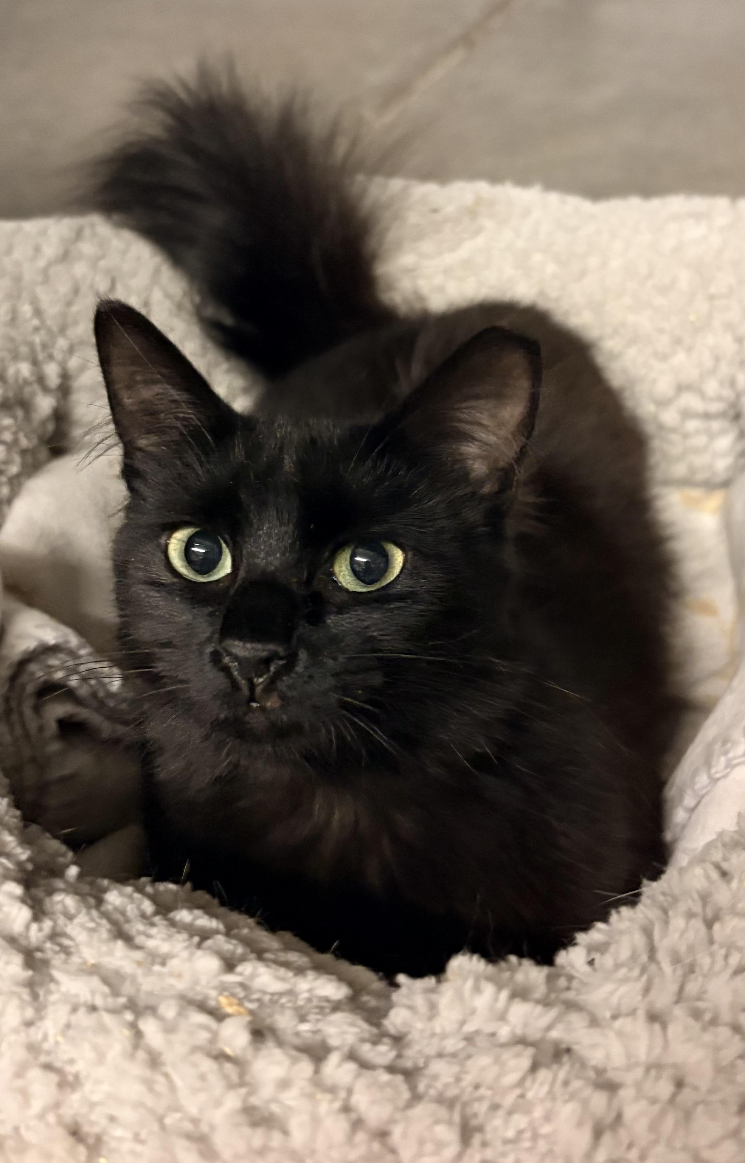 Spica, an adoptable Domestic Medium Hair in Hayward, CA image 1/6
