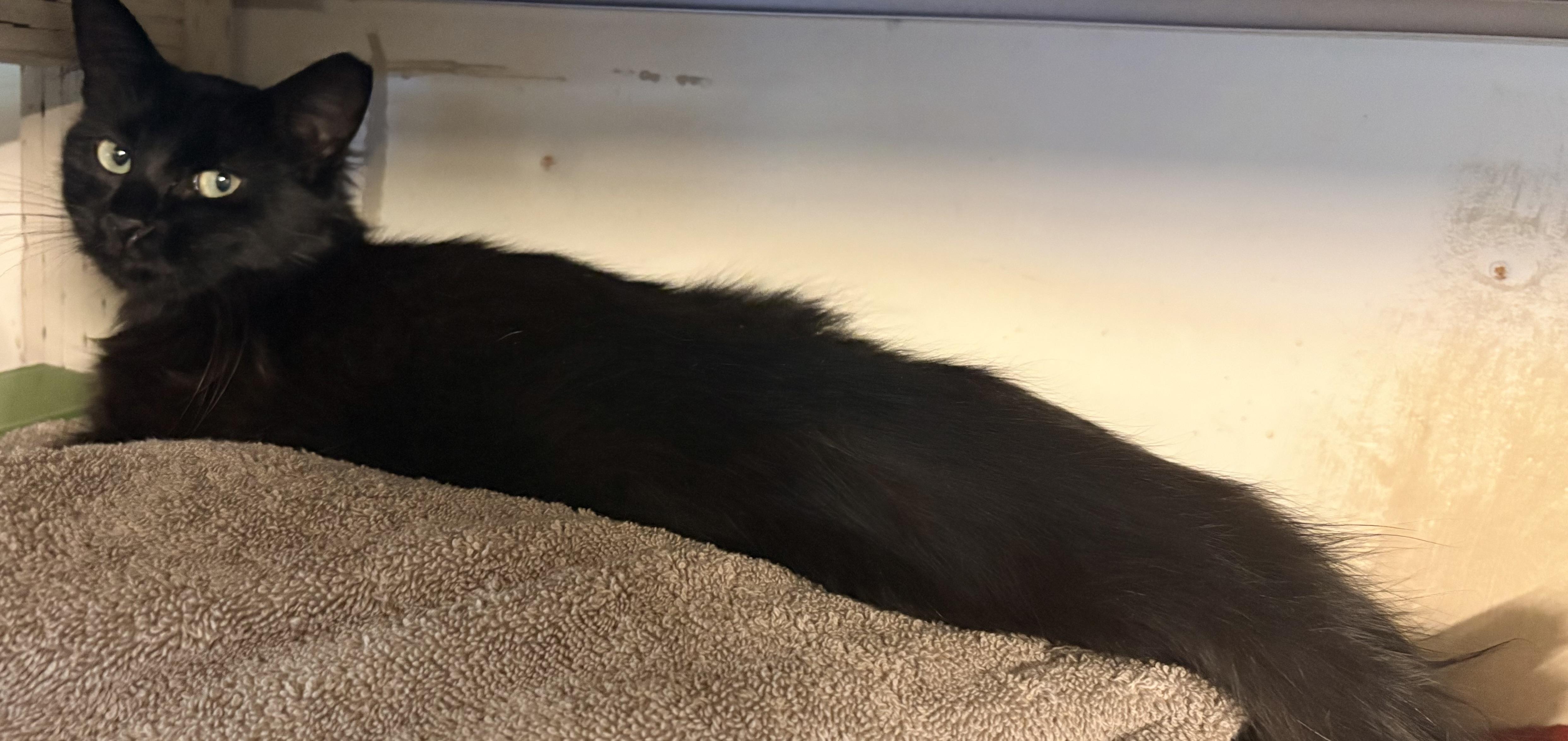 Spica, an adoptable Domestic Medium Hair in Hayward, CA image 5/6