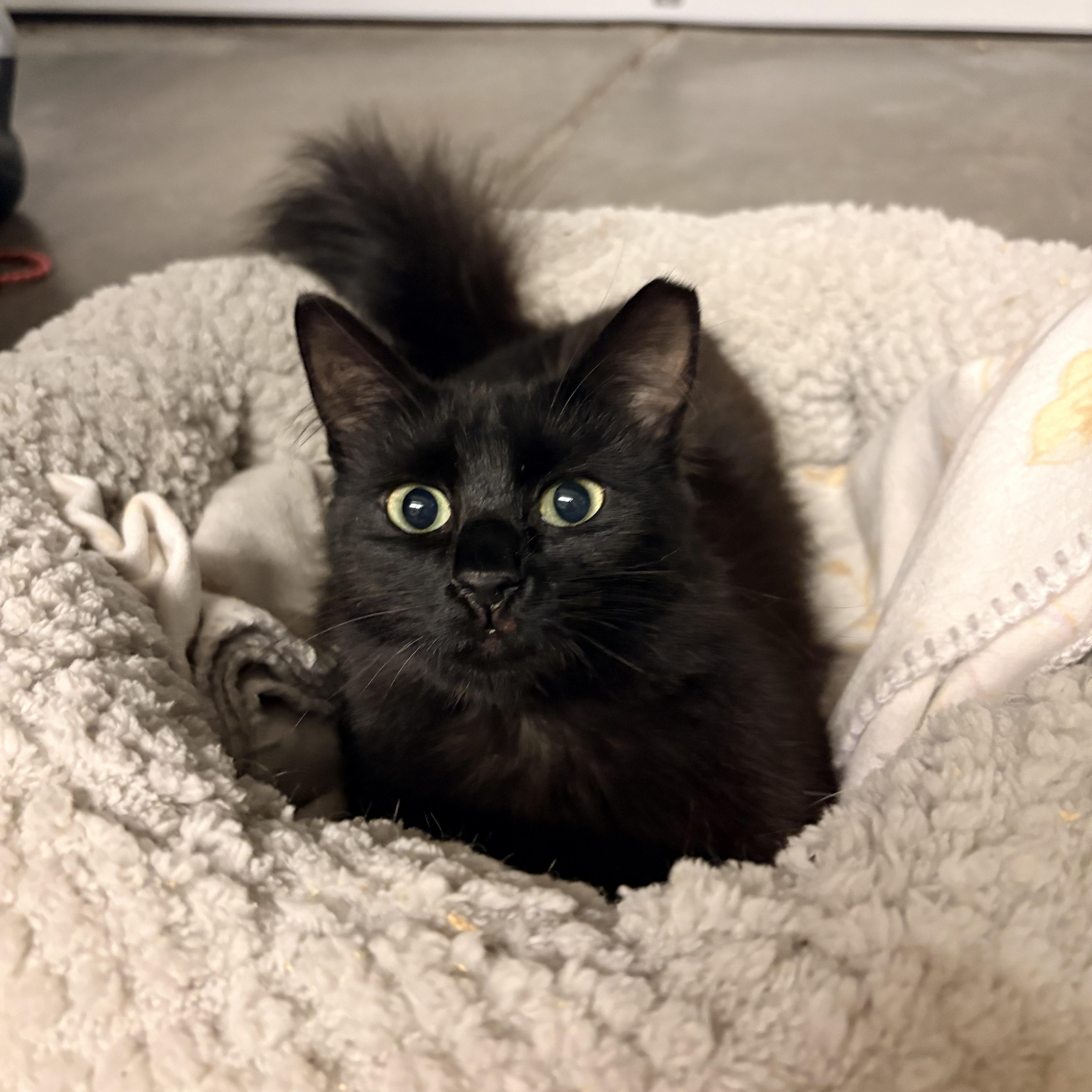 Spica, an adoptable Domestic Medium Hair in Hayward, CA image 6/6