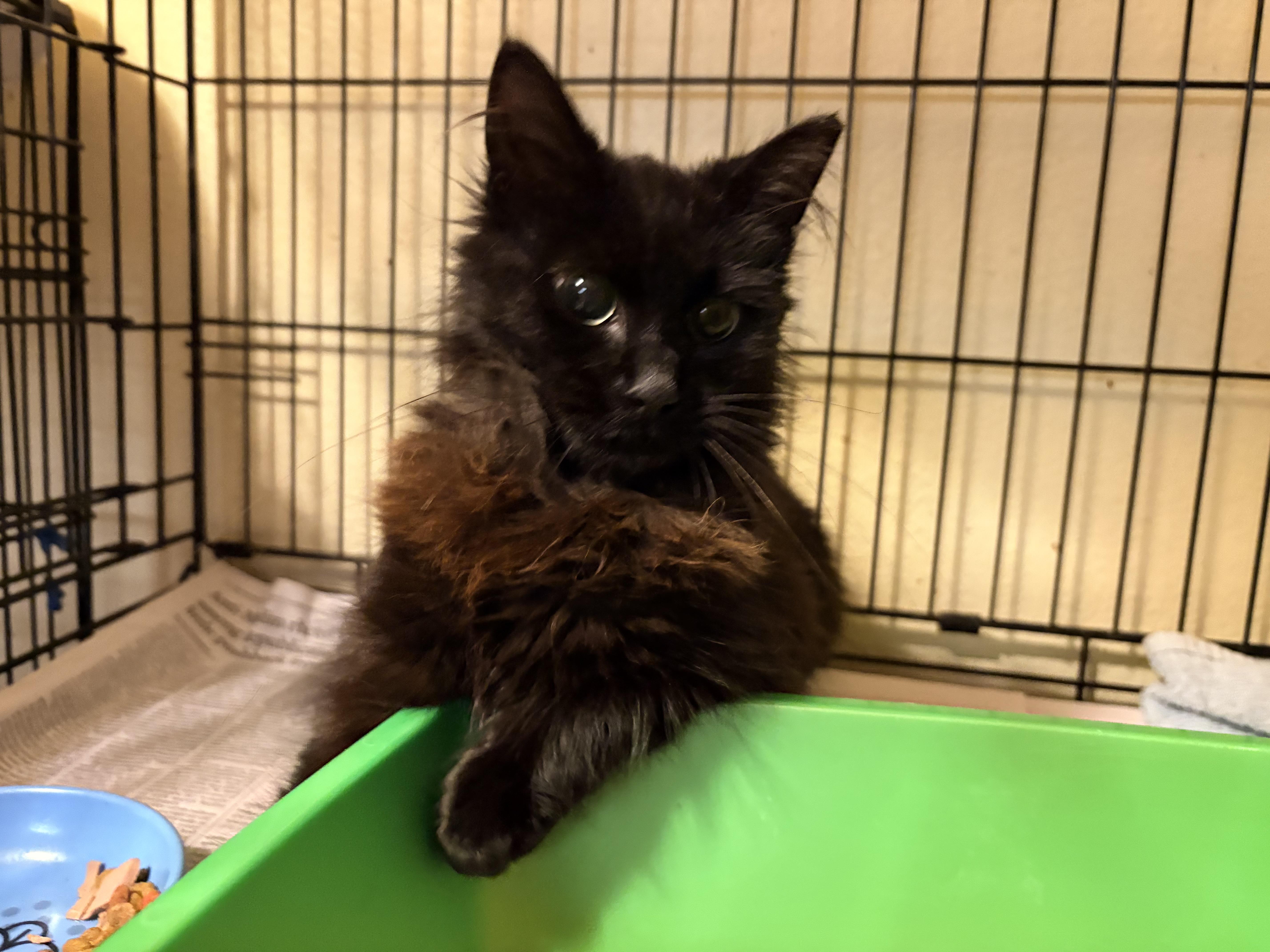 Spica, an adoptable Domestic Medium Hair in Hayward, CA image 4/6