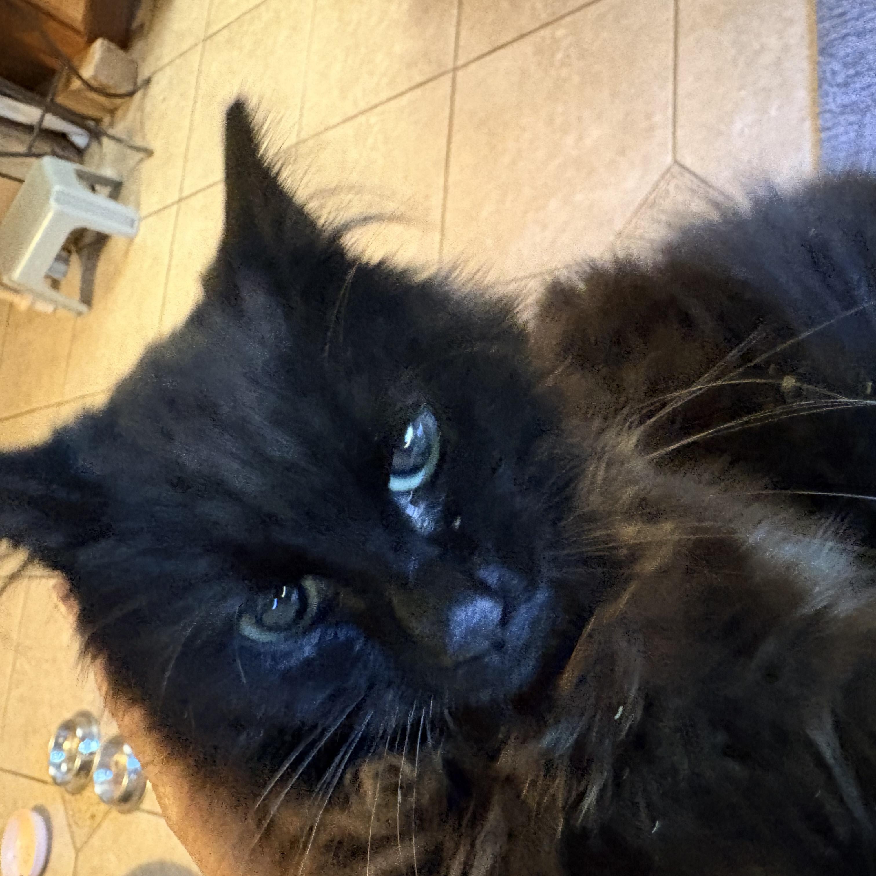 Spica, an adoptable Domestic Medium Hair in Hayward, CA image 2/6