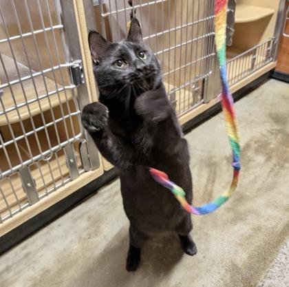 Bubba (bonded with Bali)