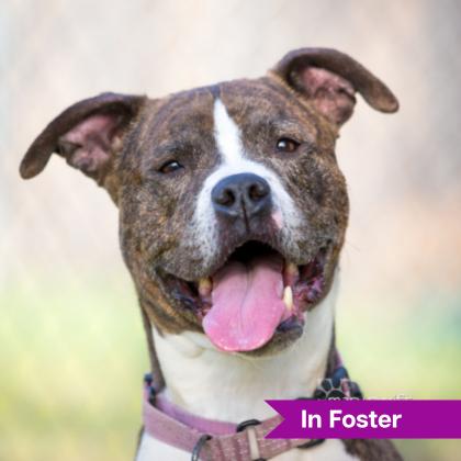 Enlarge Lil Dude, a Adoptable mixed breed in Reisterstown, MD image 1/6