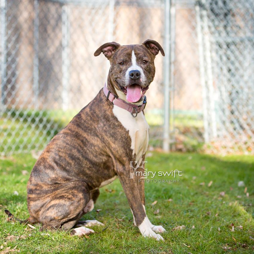 Enlarge Lil Dude, a Adoptable mixed breed in Reisterstown, MD image 4/6