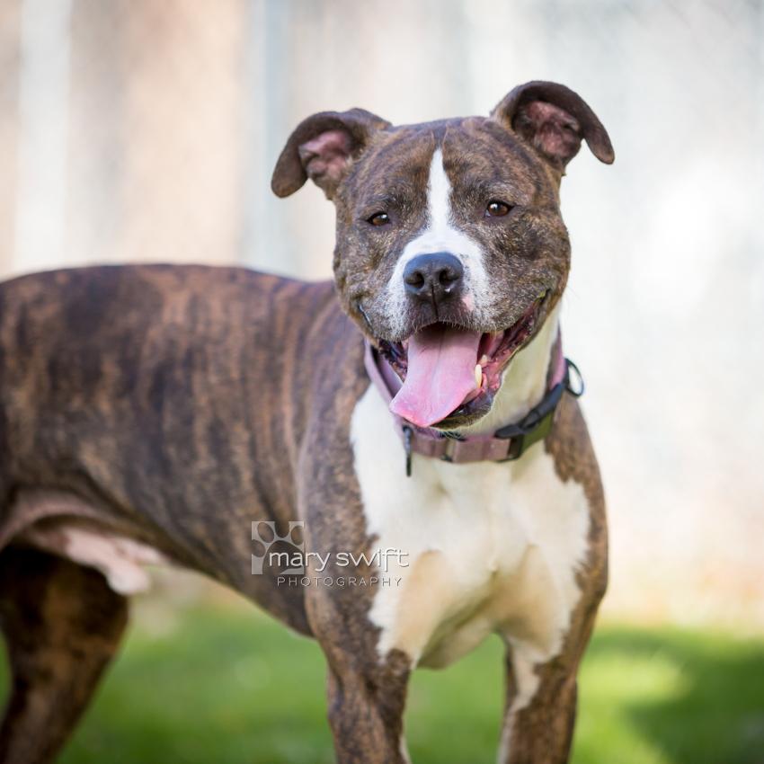 Enlarge Lil Dude, a Adoptable mixed breed in Reisterstown, MD image 5/6