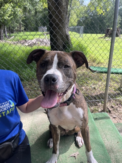 Enlarge Lil Dude, a Adoptable mixed breed in Reisterstown, MD image 6/6