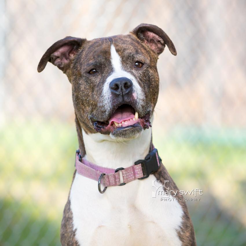 Enlarge Lil Dude, a Adoptable mixed breed in Reisterstown, MD image 3/6
