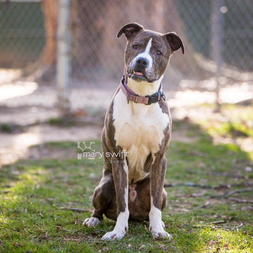 Enlarge Lil Dude, a Adoptable mixed breed in Reisterstown, MD image 2/6
