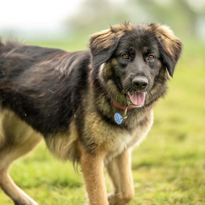Enlarge Akira (26-192), a Adoptable German Shepherd Dog in New Ringgold, PA image 1/5