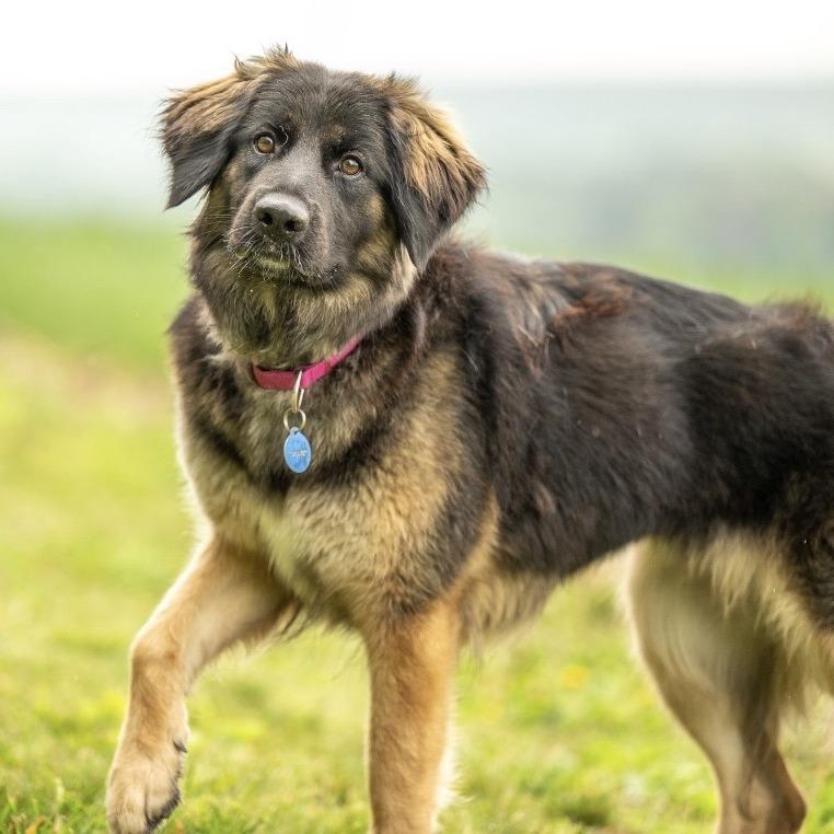 Enlarge Akira (26-192), a Adoptable German Shepherd Dog in New Ringgold, PA image 2/5