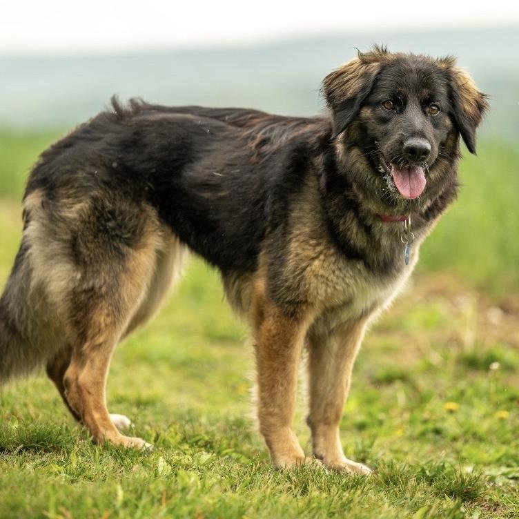 Enlarge Akira (26-192), a Adoptable German Shepherd Dog in New Ringgold, PA image 3/5
