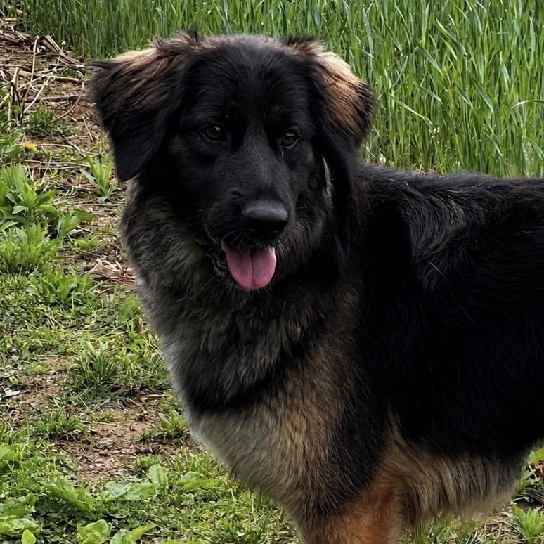 Enlarge Akira (26-192), a Adoptable German Shepherd Dog in New Ringgold, PA image 4/5
