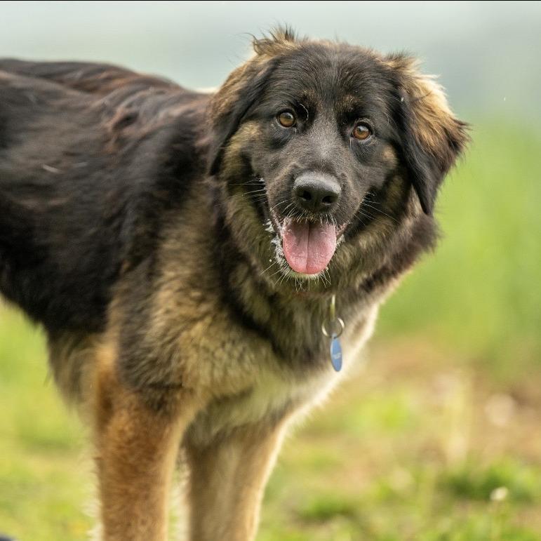 Enlarge Akira (26-192), a Adoptable German Shepherd Dog in New Ringgold, PA image 5/5