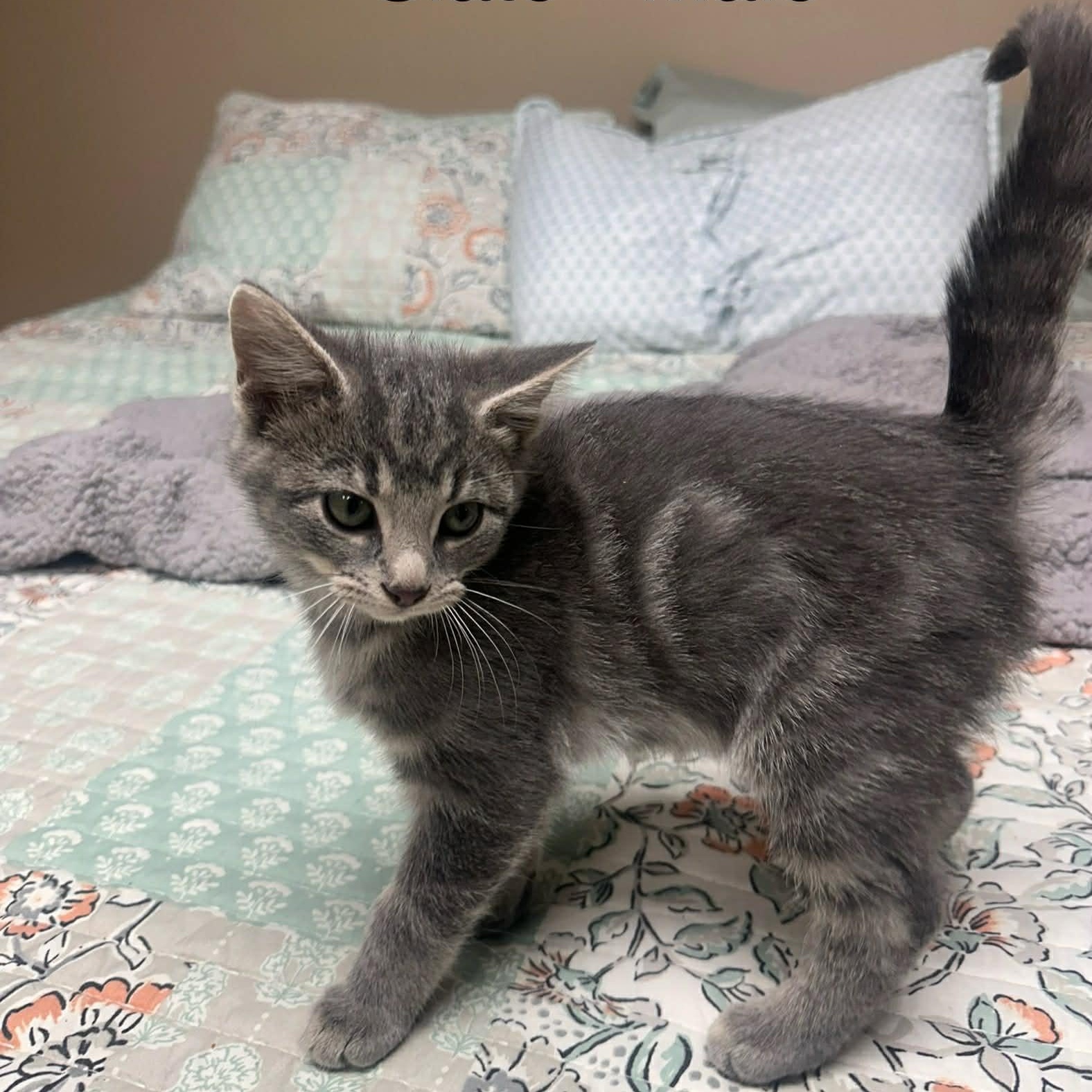 Slate, an adopted mixed breed in Campbellsville, KY image 1/2