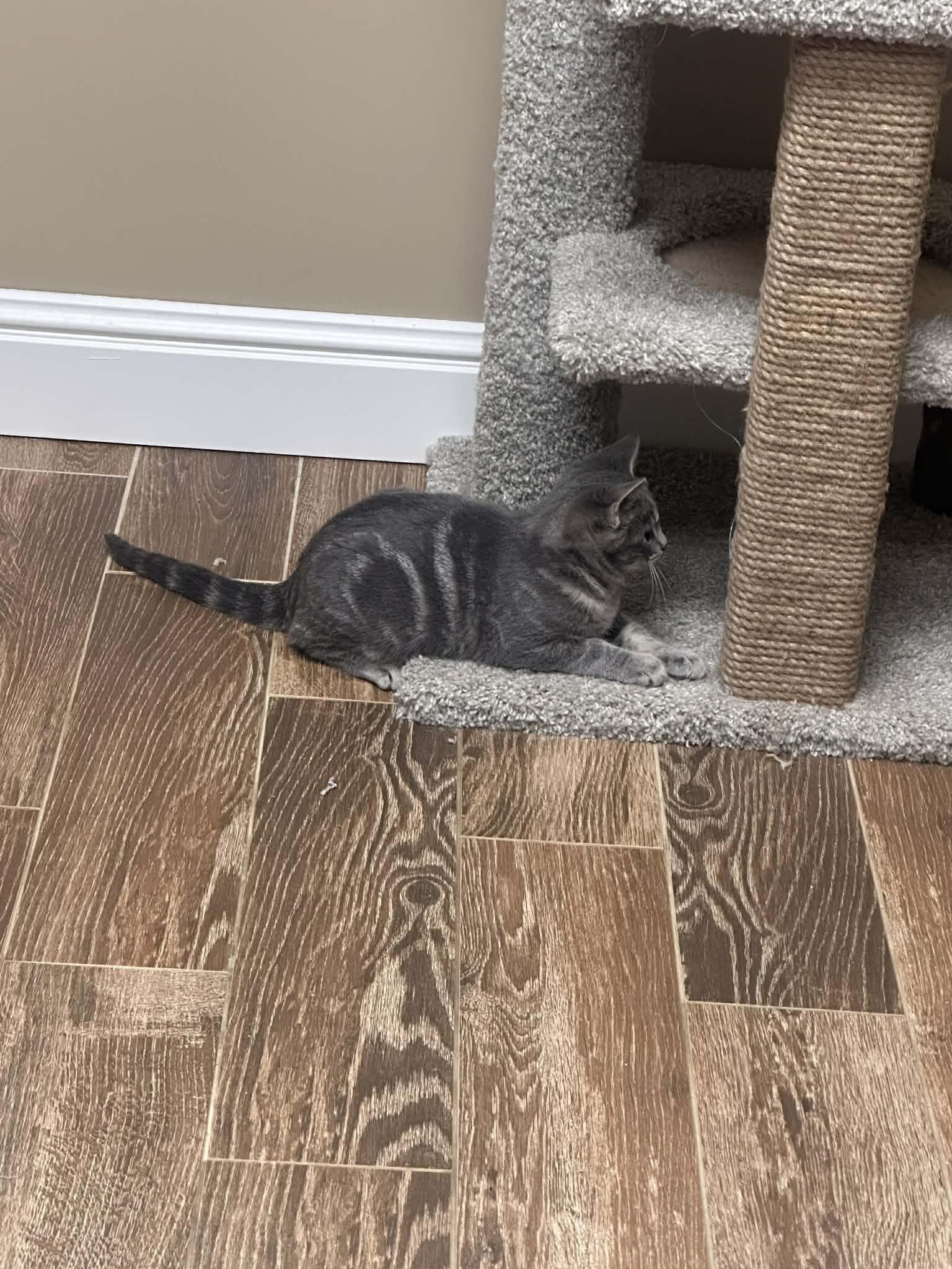 Slate, an adopted mixed breed in Campbellsville, KY image 2/2