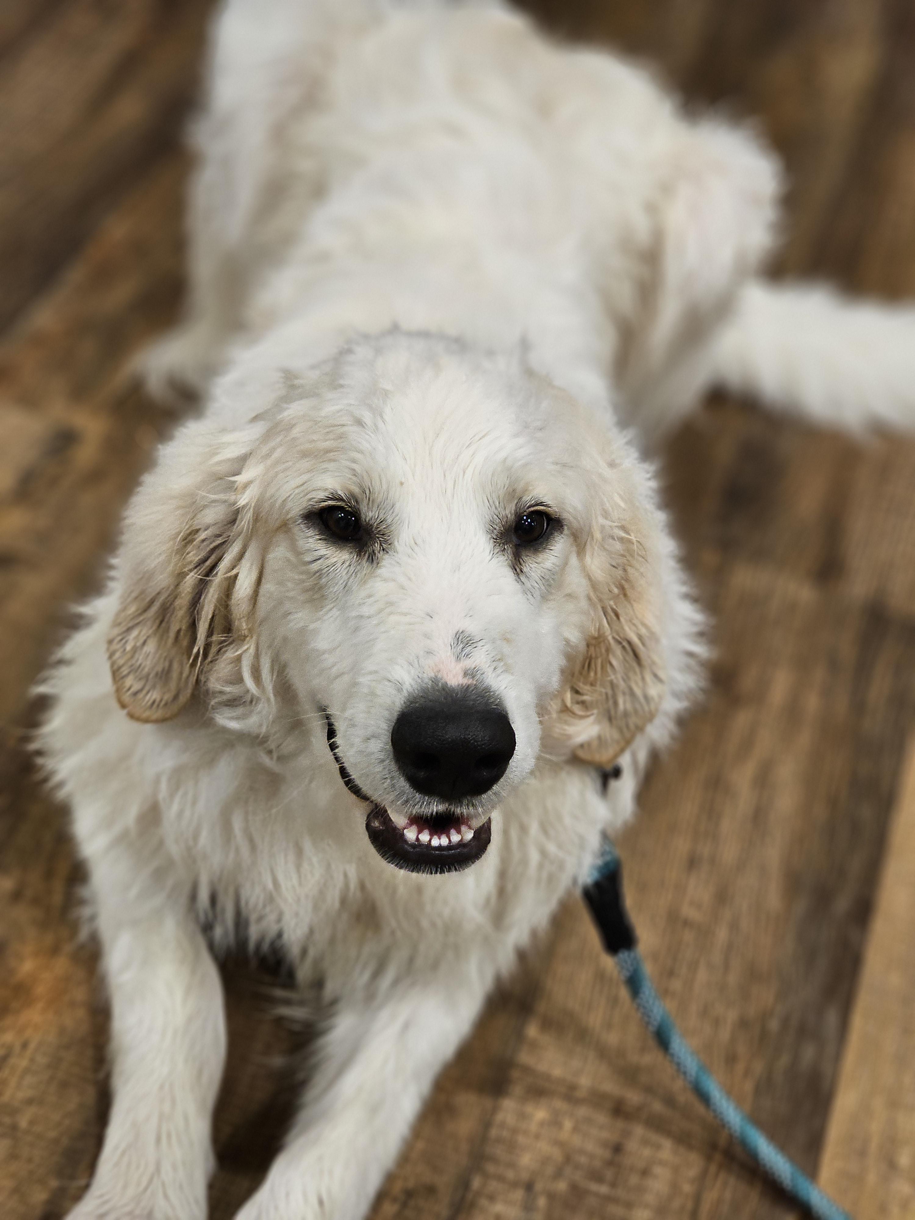 Cracker Jack so il, Adoptable, Young Male Sheepadoodle & Great Pyrenees.