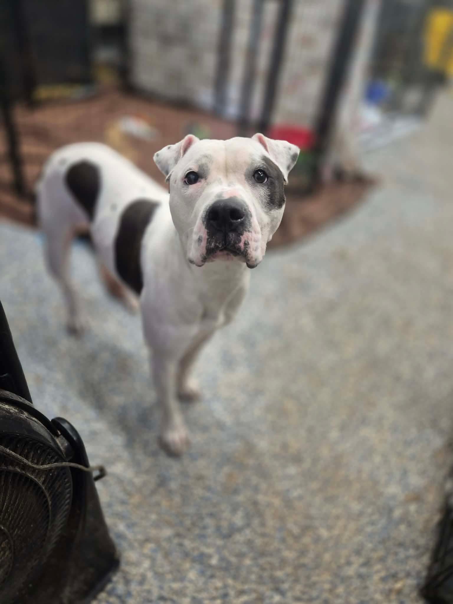 Enlarge Haley, a Adoptable mixed breed in Dover, AR image 1/5