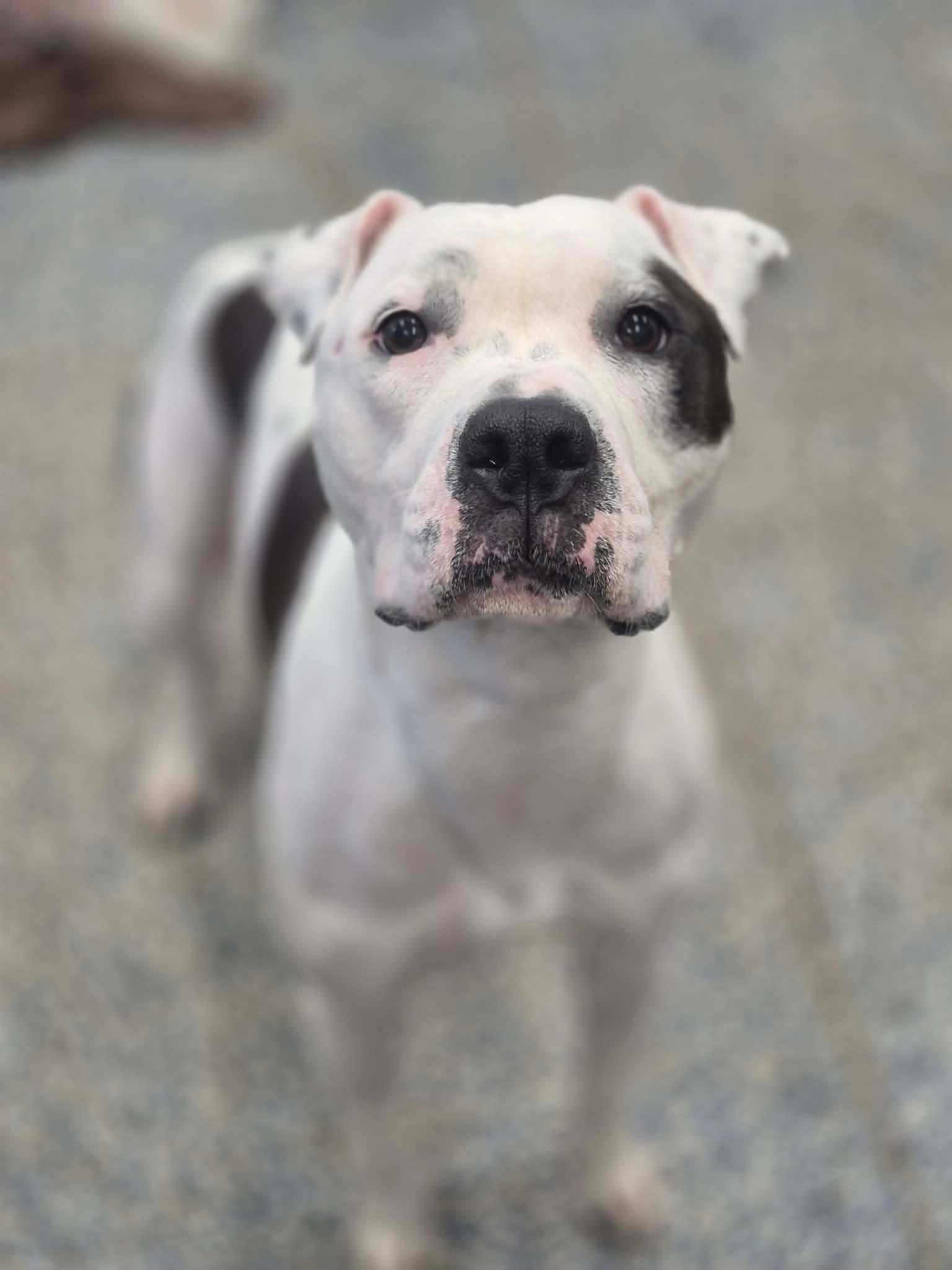 Enlarge Haley, a Adoptable mixed breed in Dover, AR image 2/5