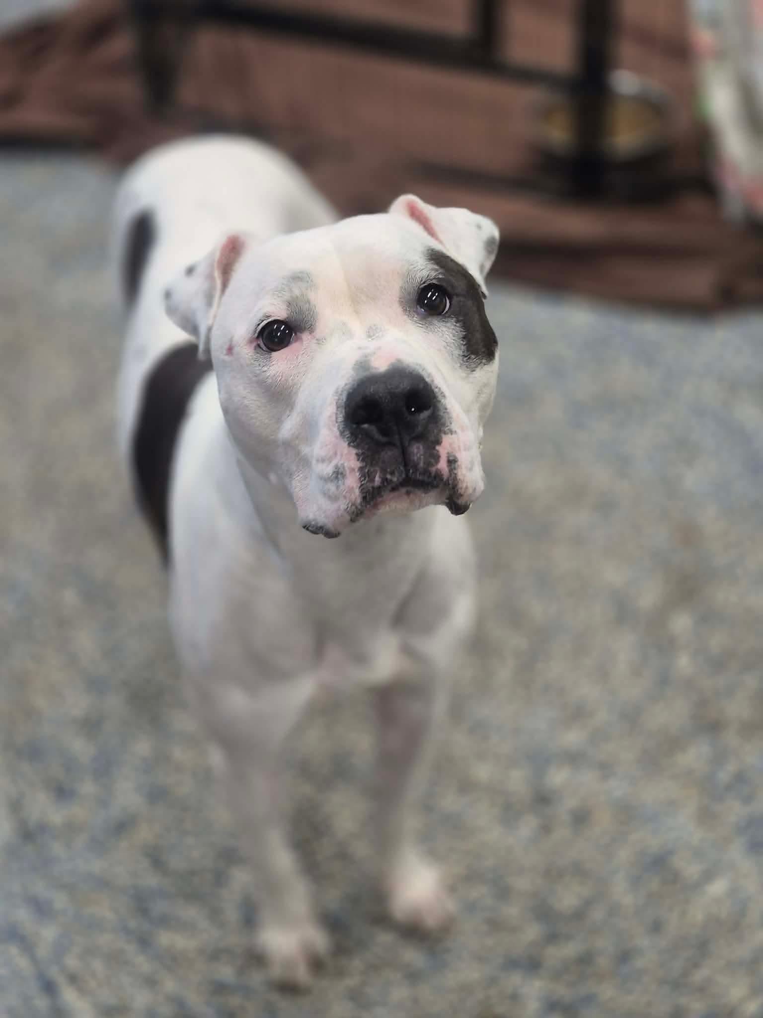 Enlarge Haley, a Adoptable mixed breed in Dover, AR image 3/5