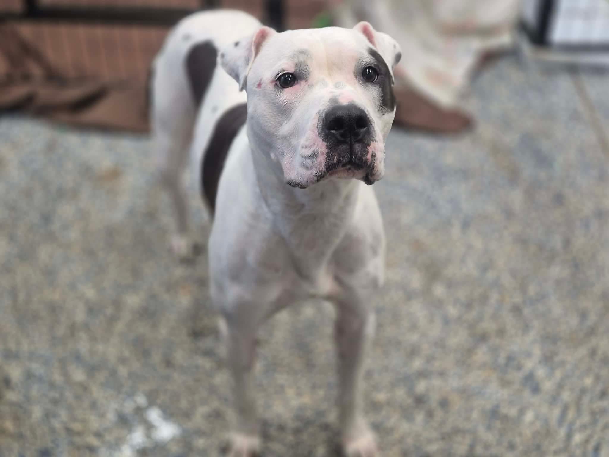 Enlarge Haley, a Adoptable mixed breed in Dover, AR image 4/5