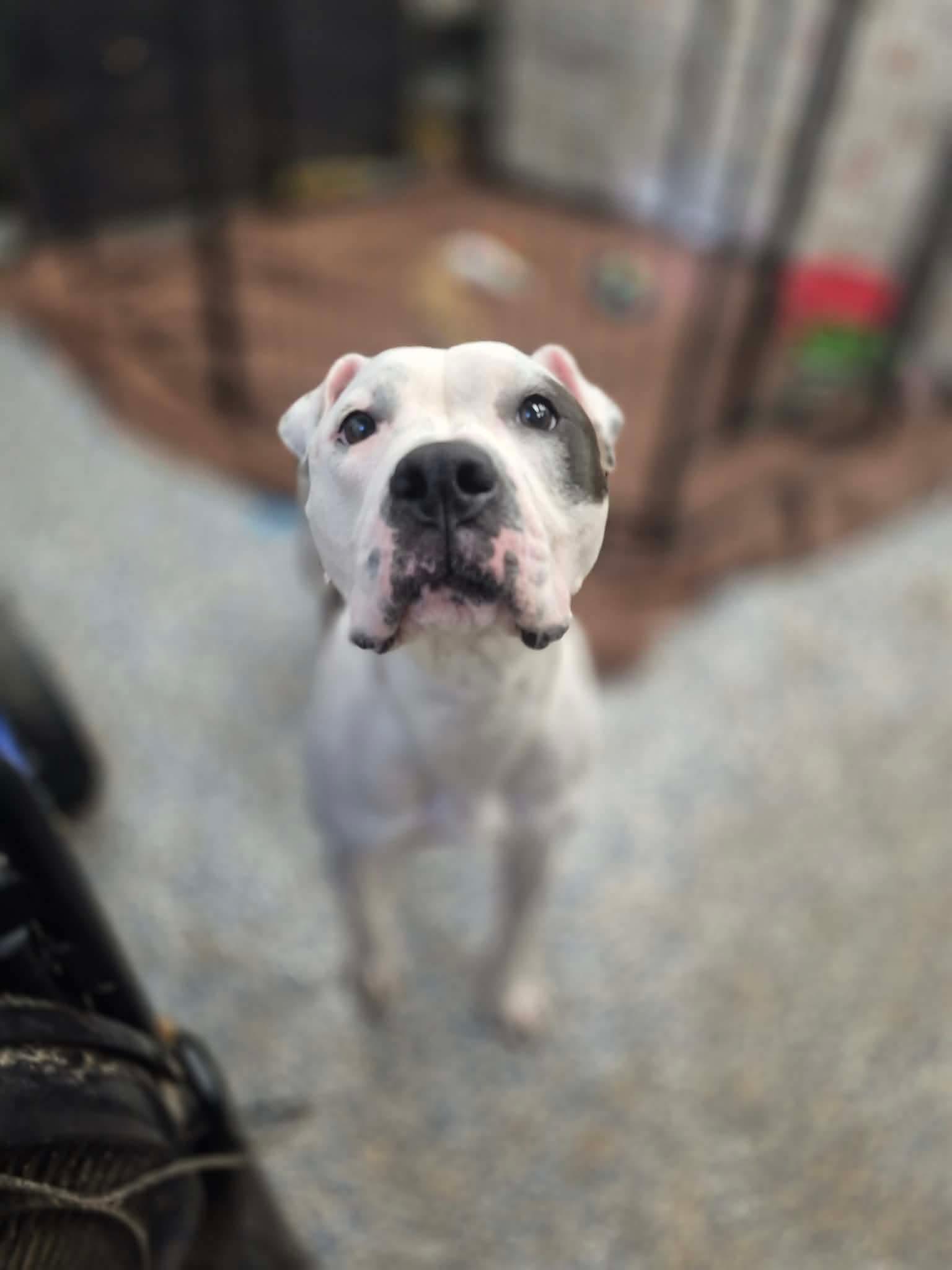 Enlarge Haley, a Adoptable mixed breed in Dover, AR image 5/5