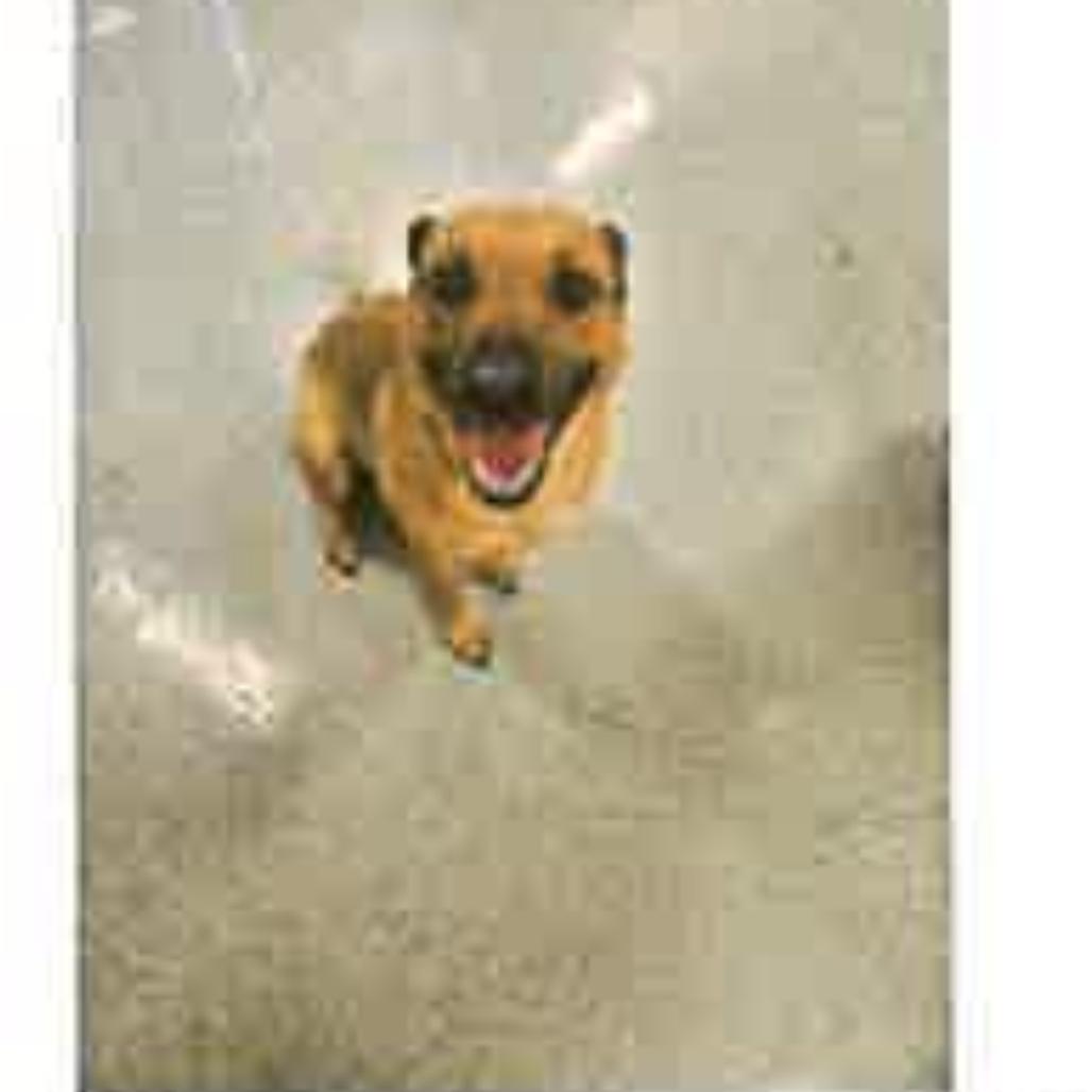 Enlarge FWT Daisy, a Adoptable Mixed Breed in Midland, TX image 1/2