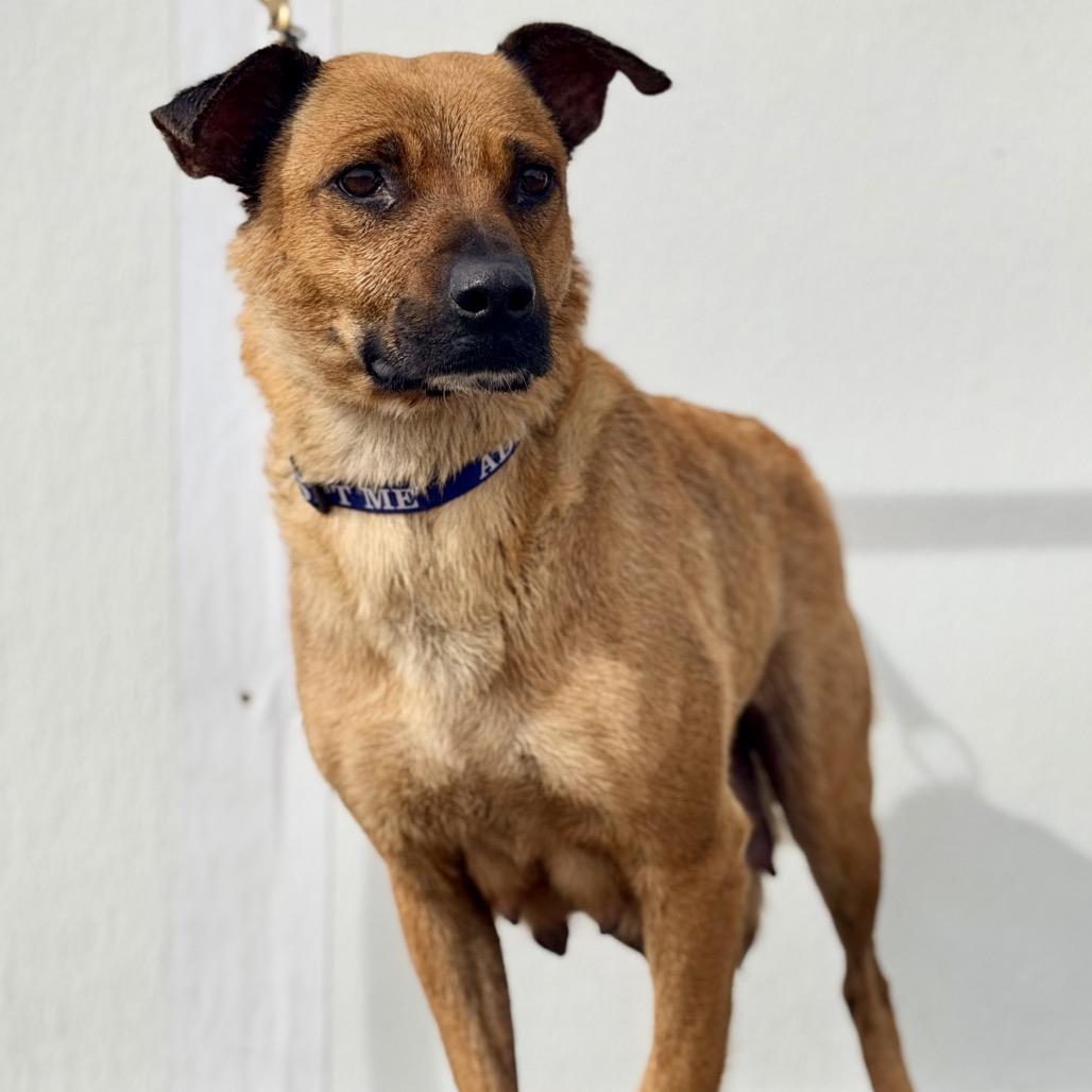 Enlarge FWT Daisy, a Adoptable Mixed Breed in Midland, TX image 2/2