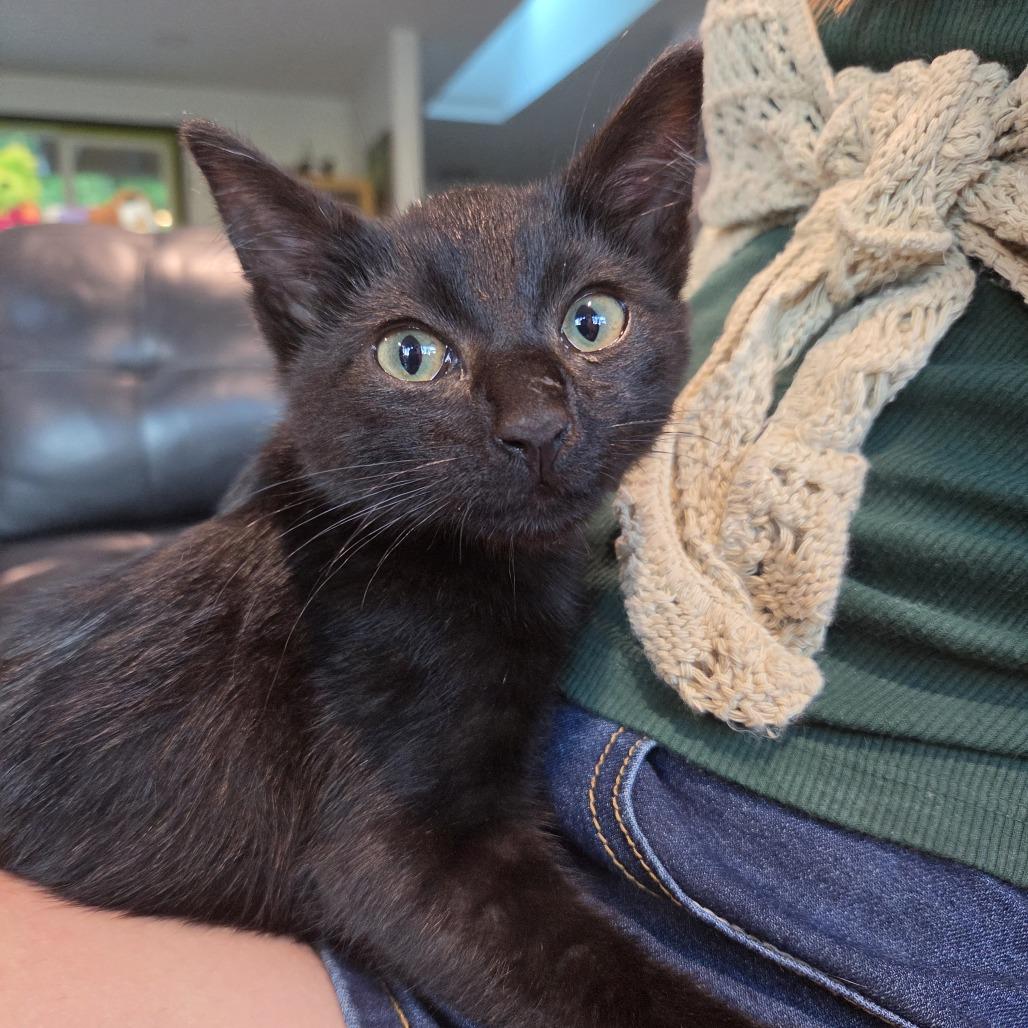 Malcolm Todd, Adoptable, Kitten Male Domestic Short Hair.
