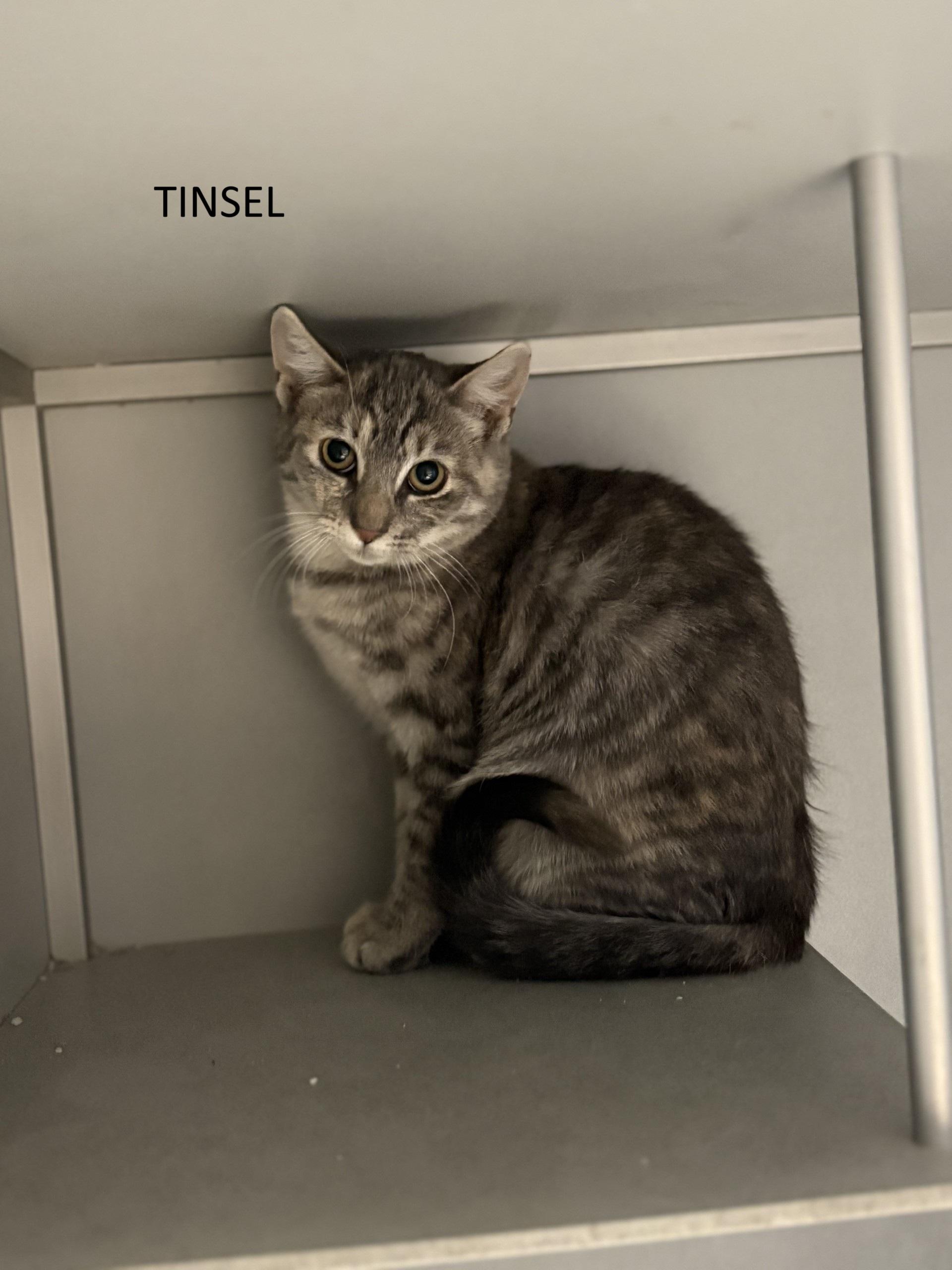 Tinsel, ADOPTABLE, Kitten Female Domestic Short Hair.