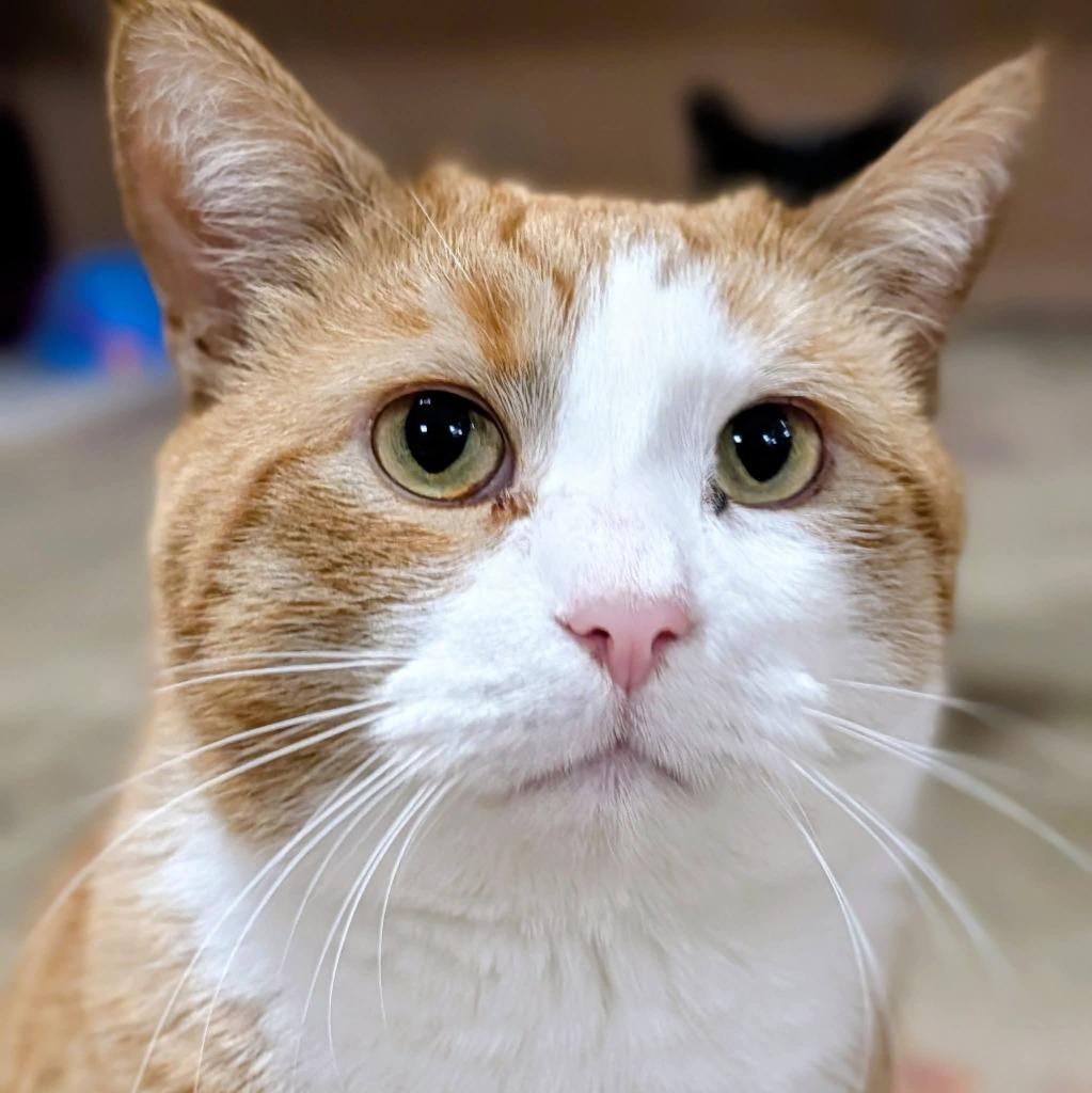 Enlarge Flash, a Adoptable mixed breed in Olean, NY image 1/1