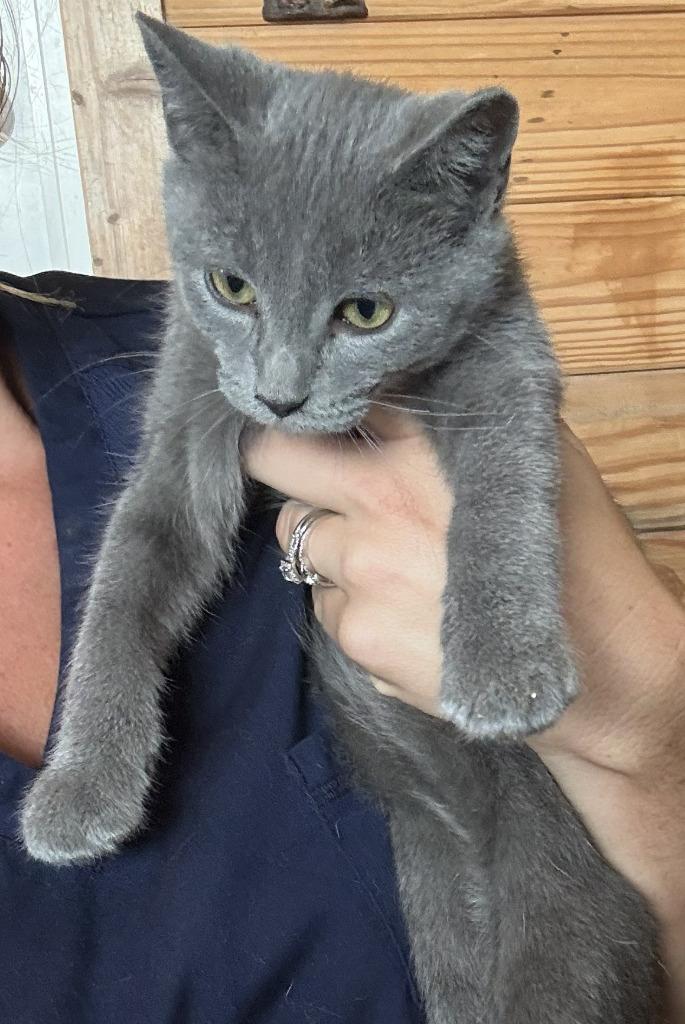 Tippy, a Domestic Short Hair