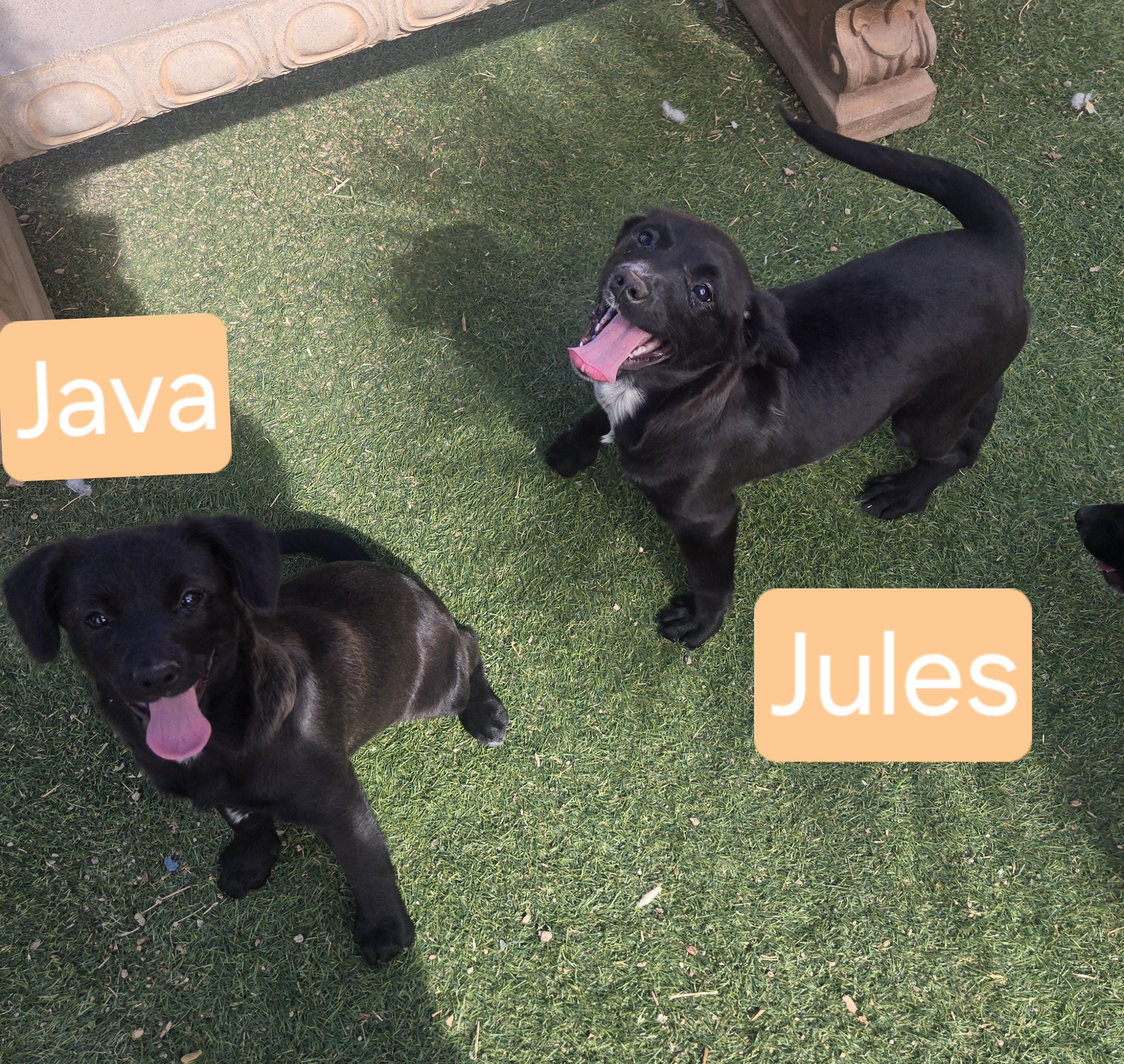 Jules