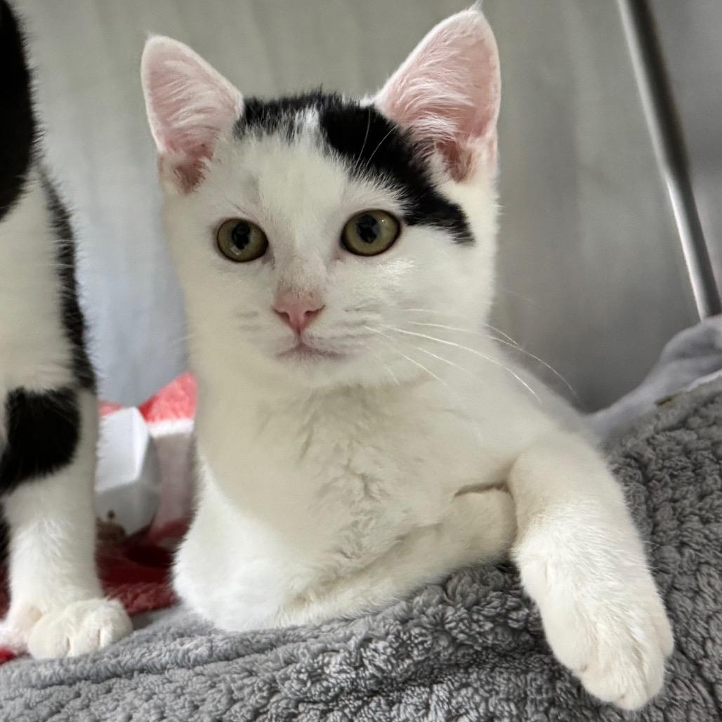 Snoopy, a Adoptable Domestic Short Hair in Blairsville, GA image 1/6