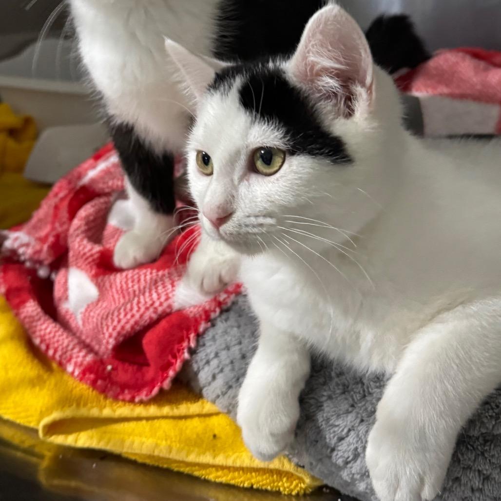 Snoopy, a Adoptable Domestic Short Hair in Blairsville, GA image 3/6